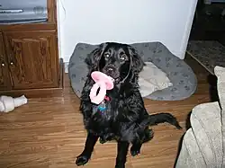 Labrador retriever mix with rubber squeaky toy resembling a baby's pacifier