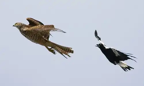 A magpie defending its territory from a brown goshawk