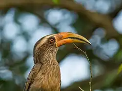 Malabar grey hornbill in the sanctuary