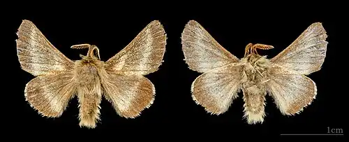 Both sides of male specimen MHNT