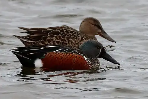 Male and female shoveler