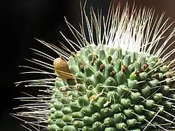 detail of cactus with fruit
