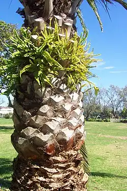 Phoenix canariensis (Arecaceae)