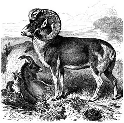 An old engraved print of a sheep with very large curved horns, pictured in profile. The wool is short and the color of the abdomen and head are darker than the legs and neck.