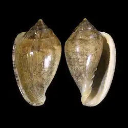 Marginella orstomi off Luanda, Angola