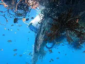 Underwater photo of marine organisms intertwined in a ghost net within the Maldives