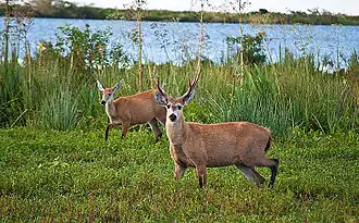 Marsh deer are among the largest herbivores in the esteros