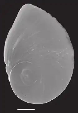 Example of a polygyrous spiral with eccentric nucleus in the operculum of Marstonia comalensis, scale bar: 200 μm
