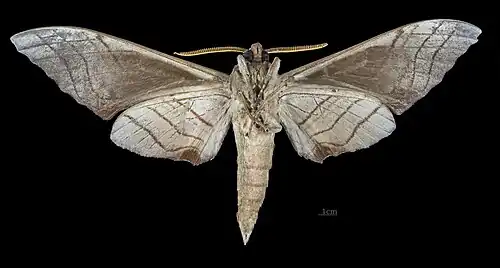 Male M. s. sumatranus, ventral view