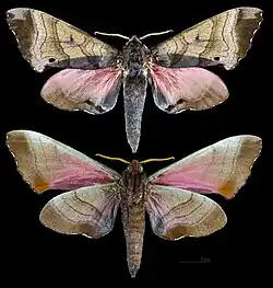 Marumba gaschkewitschii