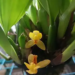 Image of a Maxillaria aureoglobula