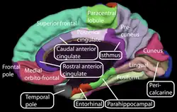 Medial view of a human right cerebral hemisphere. Paracentral lobule is labeled at top center, in green.