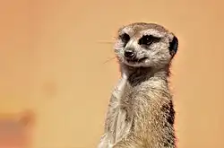 Meerkat at Butterfly Creek
