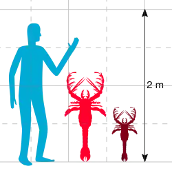 A graph showing the a human at 2 m (6 ft 7 in), with a large lobster-like creature next to it at just under 1.5 m (4 ft 11 in), and a smaller lobster-like creature next to that half its size.