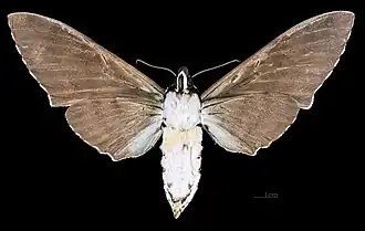 Female M. a. sumatranus, ventral view