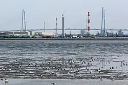 Flocks of black-headed gull and dunlin