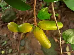 Unripe fruit