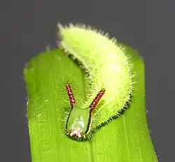Larva