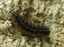 Larva