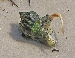A live Melongena corona rolling over by using its operculum