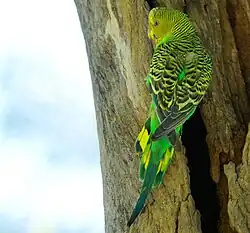 Budgerigar (Melopsittacus undulatus)