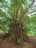 A thick tree trunk with numerous branches breaking away as far down as the base.