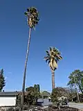 Mexican Fan Palm From Sacramento, California