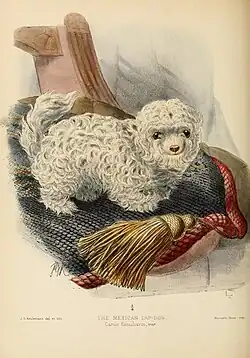 Illustration of a Mexican lapdog on top of a chair cushion. It is small in size with white curly fur. Its limbs are small in comparison with its body.