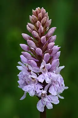 Hybrid between D. maculata subsp. fuchsii and Gymnadenia conopsea