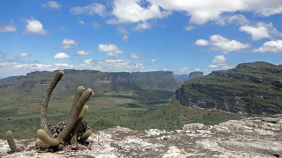 Plant growing in Parque Nacional da Chapada Diamantina, Palmeiras