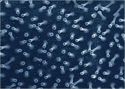 Micro view of nano tape[6]