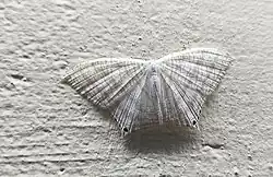 Micronia aculeata, spotted at Attoor, Kanyakumari, India.