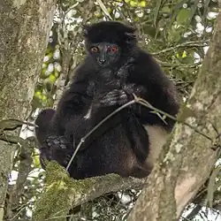 Black lemur