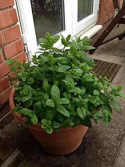 Peppermint grown in a pot outside a house