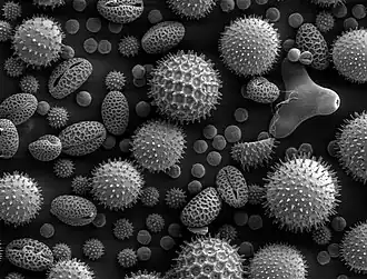 An image of pollen taken from a scanning electron microscope