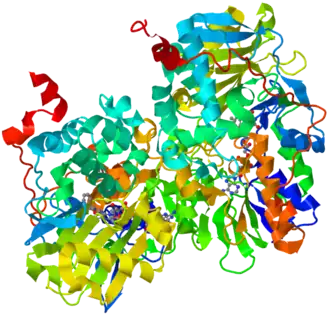 Ribbon diagram of human monoamine oxidase B