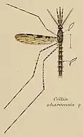 Coloured drawing of a mosquito displayed as a scientific specimen