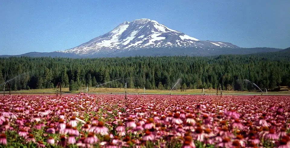 Mount Adams is the second highest summit of the U.S. State of Washington.