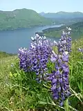 Lupin and other wildflowers cover the mountaintop on Raspberry Island. Cranberries, blueberries, bearberries and salmonberries are also found in abundance.