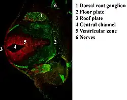 Immunofluorescent antibody staining against neurofilament (green) and Ki-67 (red) in a mouse embryo 12.5 days after fertilization. The proliferating cells are in the ventricular zone in the neural tube and therefore colored red.