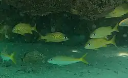 M. martinicus with Haemulon flavolineatum.