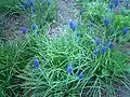 Muscari armeniacum growing in the wild in Oshakan, Armenia