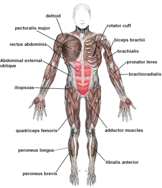 Skeletal muscles, viewed from the front