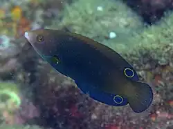 Photograph of Anampses geographicus under water