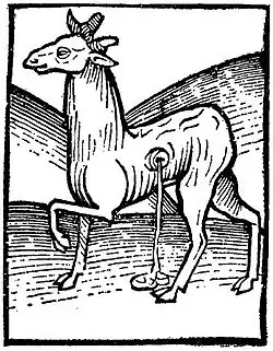 "Musk-cat", woodcut from Hortus Sanitatis, 1491