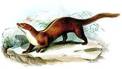 Drawing of brown mustelid