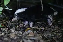 Black and white stink badger