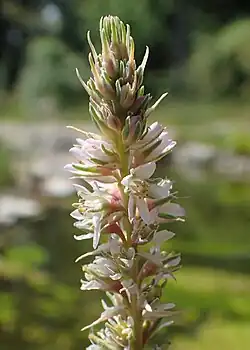 Close-up of flower spike