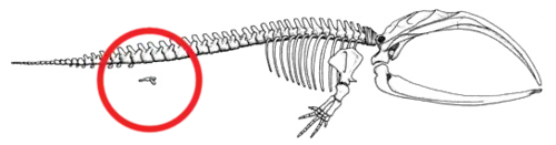 Image 28The skeleton of a bowhead whale with the hind limb and pelvic bone structure circled in red. This bone structure stays internal during the entire life of the species. (from Evolution of cetaceans)