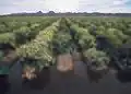 Furrow flood irrigation on a field of broccoli raised for seed in Yuma, Arizona.